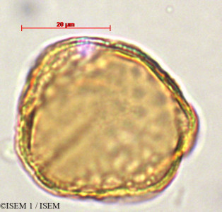 Columnea minor - lame n° 29340